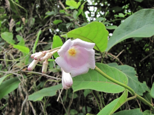 Argyreia mollis
Argyreia (Eng) Khruea Phuu Ngoen (Thai)
Trefwoorden: Plant;Convolvulaceae;Bloem;roze