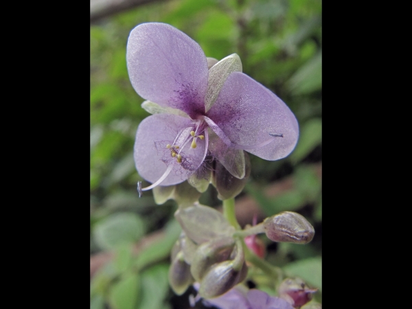 Murdannia; M. simplex
Large Dewflower (Eng) 
Trefwoorden: Plant;Commelinaceae;Bloem;purper