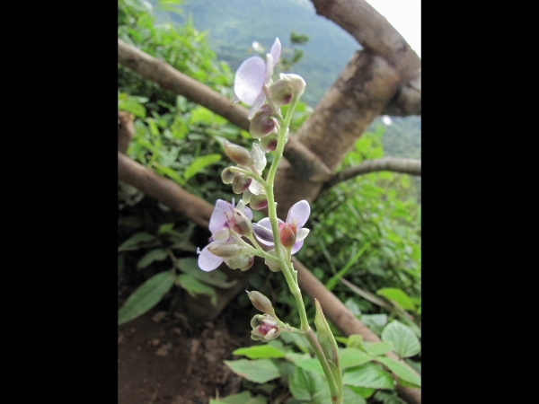 Murdannia; M. simplex
Large Dewflower (Eng) 
Trefwoorden: Plant;Commelinaceae;Bloem;purper
