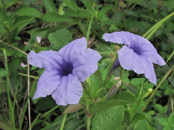 Ruellia tuberosa
Minnieroot (Eng)
Trefwoorden: Plant;Acanthaceae;Bloem;blauw