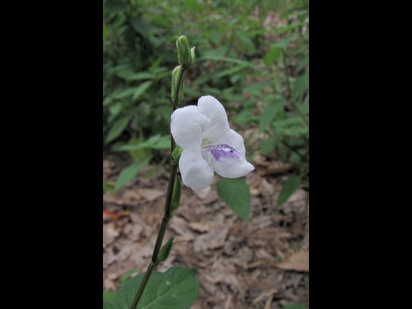 Asystasia gangetica micrantha
Chinese Violet (Eng)
Keywords: Plant;Acanthaceae;Bloem;wit;paars