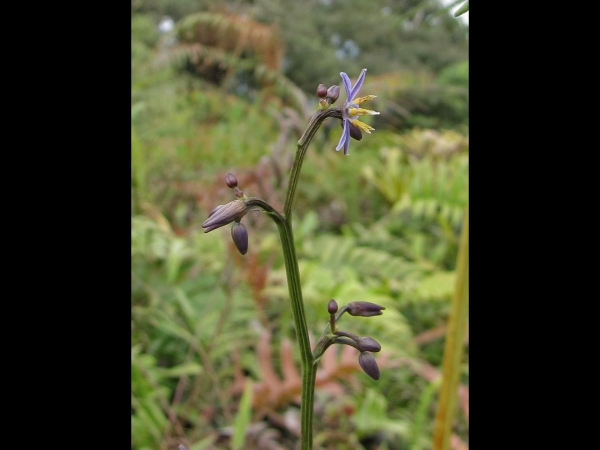 Dianella; D. ensifolia
Common Dianella, Flax Lily (Eng)
Trefwoorden: Plant;Asphodelaceae;Bloem;blauw