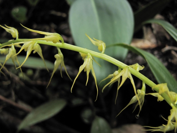Bulbophyllum; B. angustifolium
Narrow-Leafed Bulbophyllum (Eng)
Trefwoorden: Plant;Orchidaceae;Bloem;wit;groen;oranje
