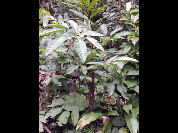 Trevesia burckii
Ghost's Foot (Eng) Ketapang ketam (Ind)
Trefwoorden: Plant;Boom;Araliaceae;blad