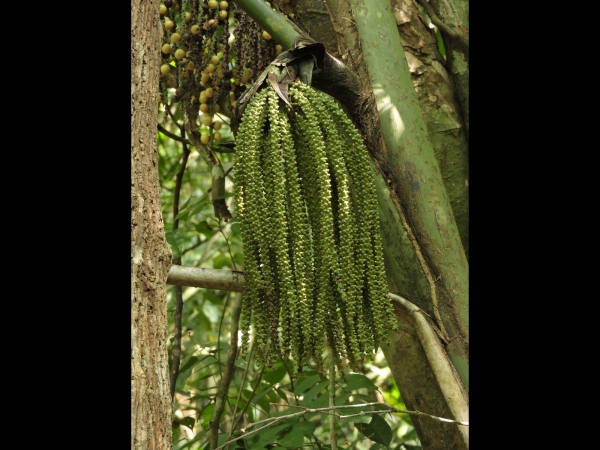 Caryota; C. Urens
Jaggary Palm (Eng) Merdin, Dudok, Rabuk (Malay)
Trefwoorden: Plant;Boom;Arecaceae;Bloem;groen
