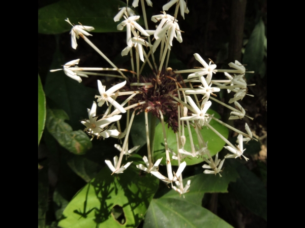 Ixora finlaysoniana
Siamese White Ixora, Fragrant Ixora (Eng) 
Trefwoorden: Plant;Rubiaceae;Bloem;wit