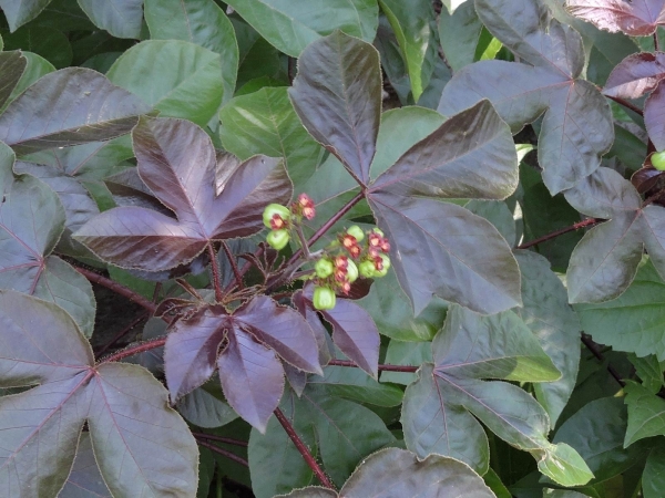 Jatropha gossypiifolia
Bellyache Bush (Eng) Jarak Merah (Ind)
Trefwoorden: Plant;Euphorbiaceae;Bloem;rood