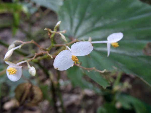 Begonia kelimutuensis
Uta Onga (Ind) 
Keywords: Plant;Begoniaceae;Bloem;wit