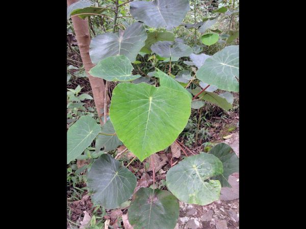 Homalanthus giganteus
Tutup (Ind) Haju Lente (Flor. Loc)
Trefwoorden: Plant;Euphorbiaceae