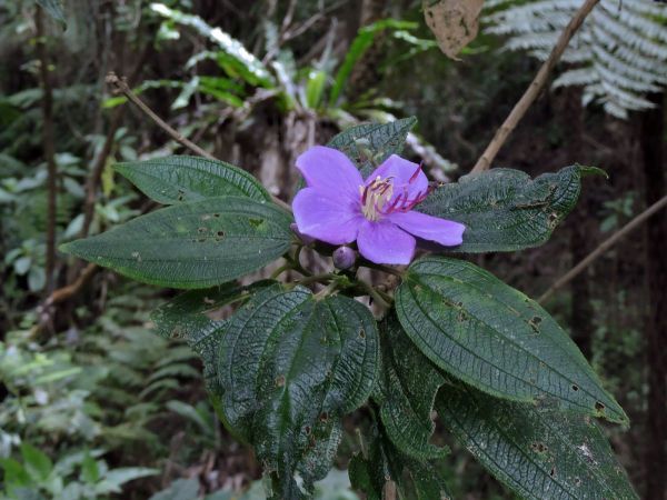 Melastoma polyanthum
Blue-Tongue Melastoma (Eng) Mboa (Loc) Senggani (Ind)
Trefwoorden: Plant;Melastomataceae;Bloem;purper