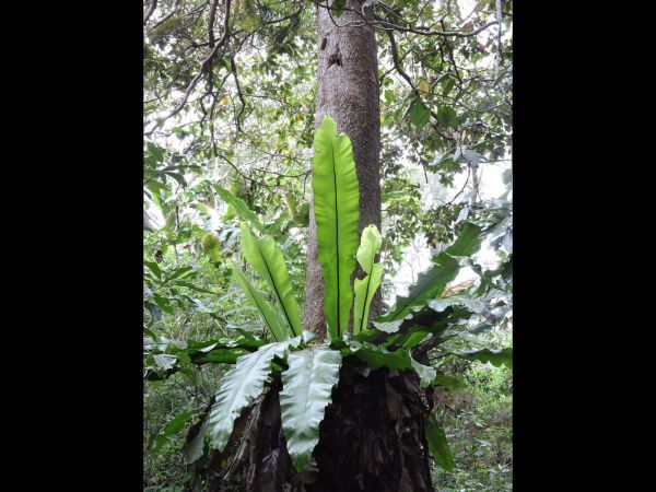 Asplenium nidus
Bird's Nest Fern (Eng) Paku Sarang Burung (Ind)
Trefwoorden: Plant;Aspleniaceae