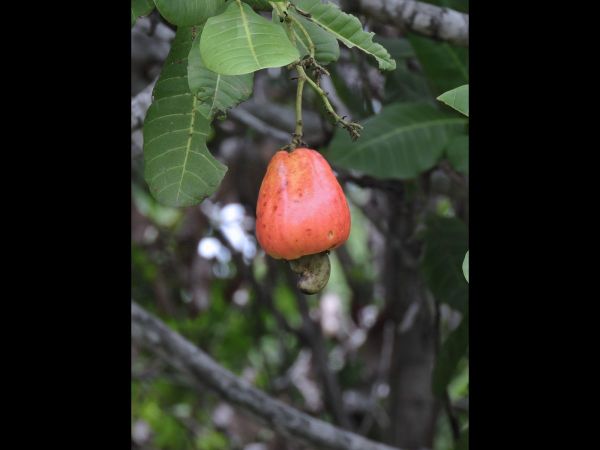 Anacardium occidentale
Cashew Tree (Eng) Jambu Monyet, Jambu Mede (Ind) - fruit
Trefwoorden: Plant;Anacardiaceae;vrucht;cultuurgewas