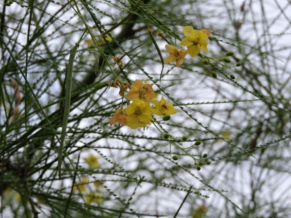 Parkinsonia aculeata
Jerusalem Thorn, Mexican Palo Verde (Eng)
Trefwoorden: Plant;Fabaceae;Bloem;geel
