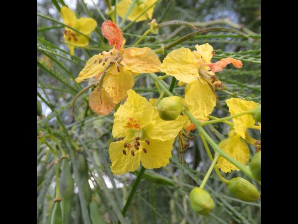 Parkinsonia aculeata
Jerusalem Thorn, Mexican Palo Verde (Eng)
Trefwoorden: Plant;Fabaceae;Bloem;geel