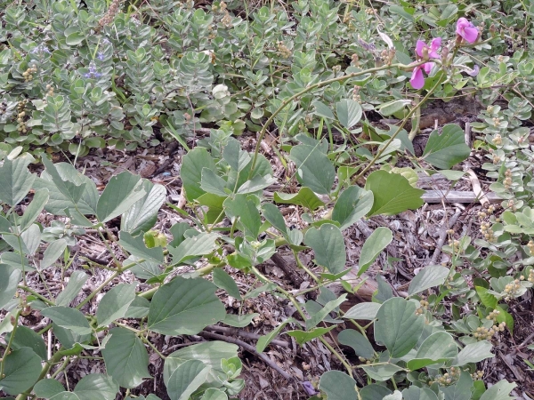 Canavalia; C. rosea
Beach Bean (Eng)
Trefwoorden: Plant;Fabaceae;Bloem;roze;kustplant