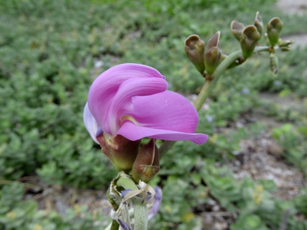 Canavalia; C. rosea
Beach Bean (Eng)
Trefwoorden: Plant;Fabaceae;Bloem;roze;kustplant
