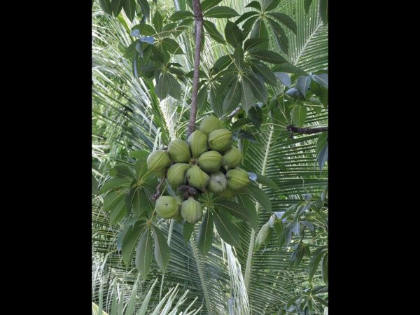 Sterculia foetida
Java Olive Tree (Eng) Kepuh (Ind) - fruits and leaves
Trefwoorden: Plant;Boom;Malvaceae;vrucht