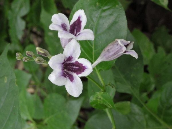 Asystasia gangetica
Chinese Violet, Coromandel (Eng) Rumput Israel (Ind)
Keywords: Plant;Acanthaceae;Bloem;wit;paars