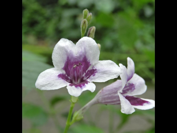 Asystasia gangetica
Chinese Violet, Coromandel (Eng) Rumput Israel (Ind)
Keywords: Plant;Acanthaceae;Bloem;wit;paars