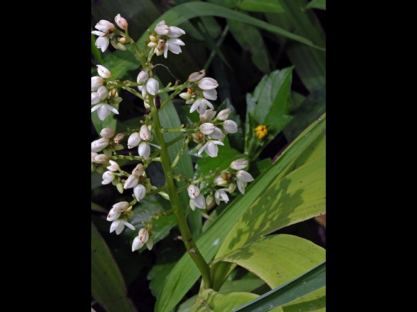 Xiphidium caeruleum
Dove Tail Plant, Palmita (Eng)
Trefwoorden: Plant;Haemodoraceae;Bloem;wit