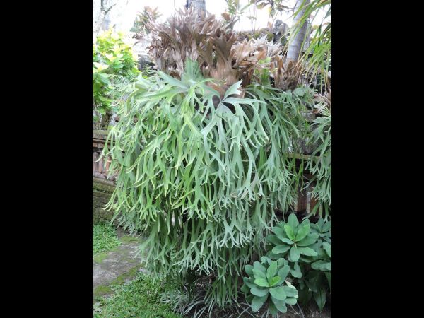 Platycerium bifurcatum
Elkhorn Fern (Eng) Paku Tanduk Rusa (Ind)
Trefwoorden: Plant;Polypodiaceae