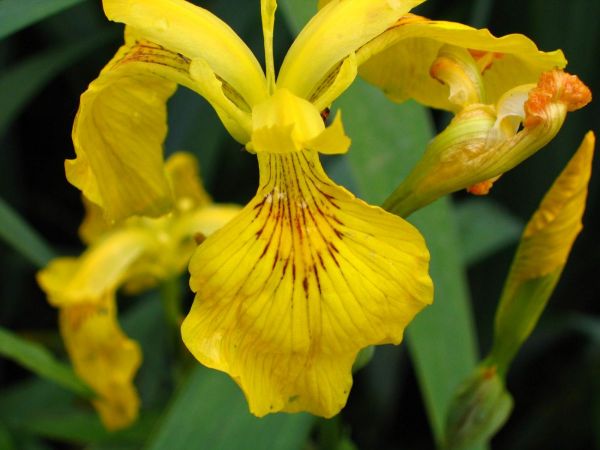 Iris pseudacorus
Yellow Flag (Eng) Gele Lis (Ned) Sumpf-Schwertlilie (Ger) 
Trefwoorden: Plant;Iridaceae;Bloem;geel;oeverplant