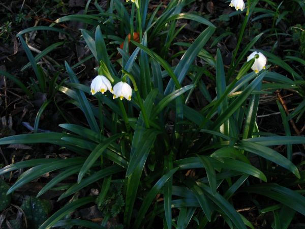 Leucojum vernum
Spring Snowflake (Eng) Lenteklokje (Ned) Frühlingsknotenblume (Ger)
Trefwoorden: Plant;Amaryllidaceae;Bloem;wit;stinzenplant