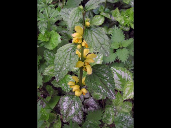Lamiastrum galeobdolon argentatum
Yellow Archangel (Eng) Bonte Gele Dovenetel (Ned) Gewöhnliche Goldnessel (Ger)
Trefwoorden: Plant;Lamiaceae;Bloem;geel