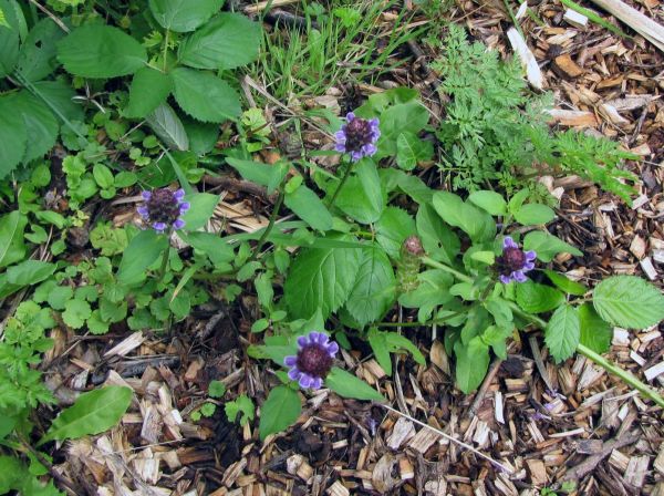 Prunella vulgaris
Common Self-heal (Eng) Gewone Brunel (Ned) Kleine Braunelle (Ger) 
Trefwoorden: Plant;Lamiaceae;Bloem;blauw