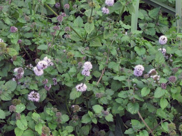 Mentha aquatica
Water Mint (Eng) Watermunt (Ned) Wasserminze (Ger) 
Trefwoorden: Plant;Lamiaceae;Bloem;lila;roze;oeverplant
