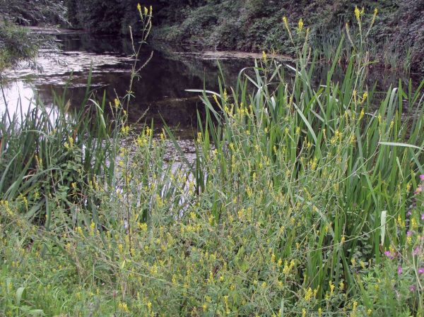 Melilotus officinalis
Yellow Sweet Clover (Eng) Citroengele honingklaver (Ned) Gelber Steinklee (Ger)
Trefwoorden: Plant;Fabaceae;Bloem;geel
