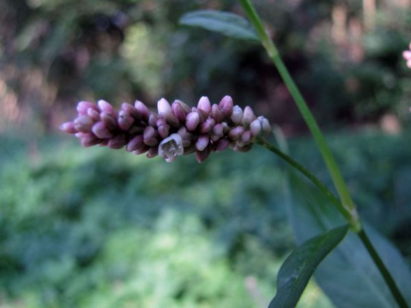 Persicaria maculosa
Lady's Thumb (Eng) Perzikkruid (Ned) Floh-Knöterich (Ger)
Trefwoorden: Plant;Polygonaceae;Bloem;roze