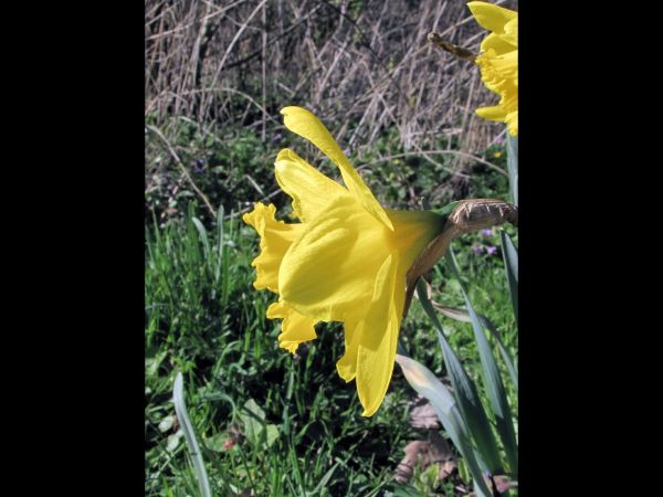 Narcissus pseudonarcissus subsp. major
Great Daffodil (Eng) Trompetnarcis (Ned) Spanische Narzisse (Ger)
Trefwoorden: Plant;Amaryllidaceae;stinzenplant;Bloem;geel
