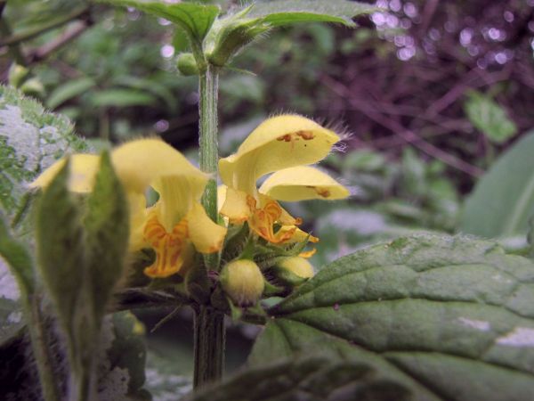 Lamiastrum galeobdolon subsp. galeobdolon
Yellow Archangel (Eng) Bonte Gele Dovenetel (Ned) Gewöhnliche Goldnessel (Ger)
Trefwoorden: Plant;Lamiaceae;Bloem;geel