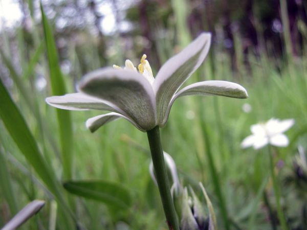Ornithogalum umbellatum
Grass Lily (Eng) Gewone Vogelmelk (Ned) Dolden-Milchstern (Ger)
Trefwoorden: Plant;Asparagaceae;Bloem;wit