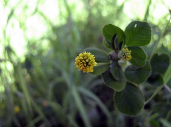 Medicago lupulina
Black Medick (Eng) Hopklaver (Ned) Hopfenklee (Ger) 
Trefwoorden: Plant;Fabaceae;Bloem;geel