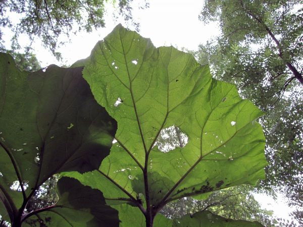Petasites hybridus
Butterbur (Eng) Groot Hoefblad (Ned) Gewöhnliche Pestwurz (Ger) - leaf
Trefwoorden: Plant;Asteraceae;Bloem;roze