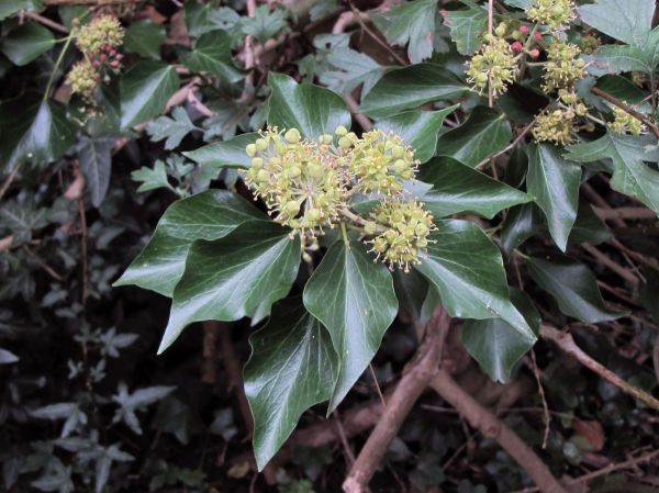 Hedera helix
Common Ivy (Eng) Klimop (Ned) Gemeiner Efeu (Ger) 
Trefwoorden: Plant;Arialaceae;Bloem;groen