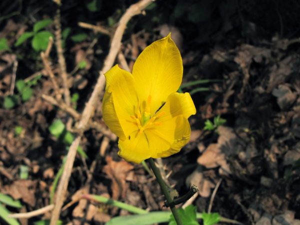 Tulipa sylvestris
Wild Tulip (Eng) Bostulp (Ned) Wilde Tulpe (Ger)
Trefwoorden: Plant;Liliaceae;stinzenplant;Bloem;geel