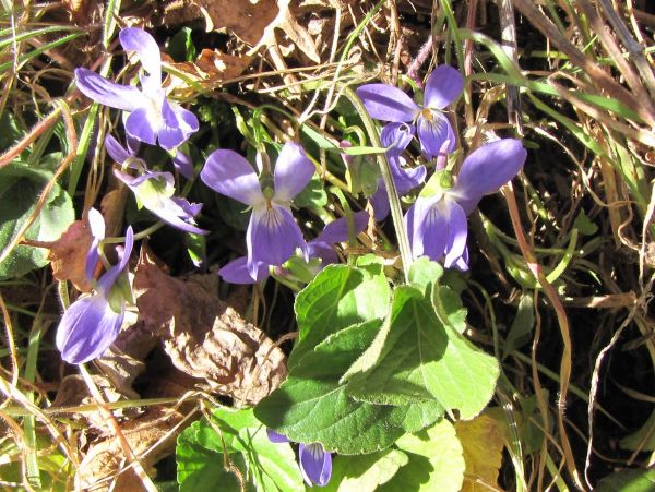 Viola hirta
Hairy Violet (Eng) Ruig Viooltje (Ned) Raues Veilchen (Ger)
Trefwoorden: Plant;Violaceae;Bloem;blauw