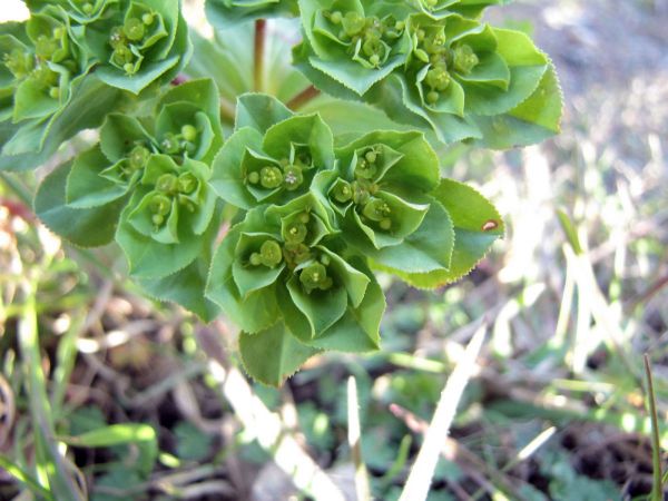 Euphorbia helioscopia
Sun Spurge (Eng) Kroontjeskruid (Ned) Sonnwend-Wolfsmilch (Ger) 
Trefwoorden: Plant;Euphorbiaceae;Bloem;groen