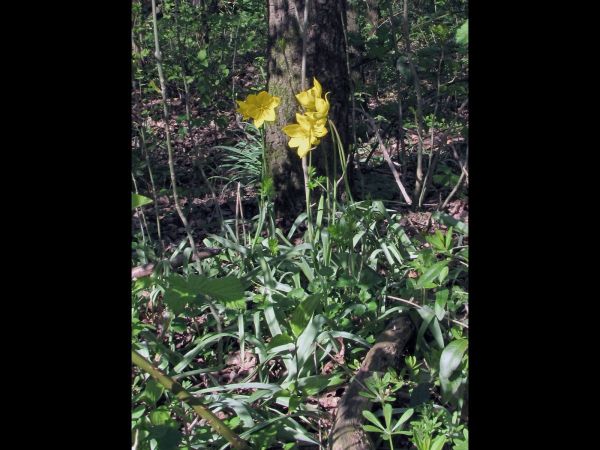 Tulipa sylvestris
Wild Tulip (Eng) Bostulp (Ned) Wilde Tulpe (Ger)
Trefwoorden: Plant;stinzenplant;Liliaceae;Bloem;geel
