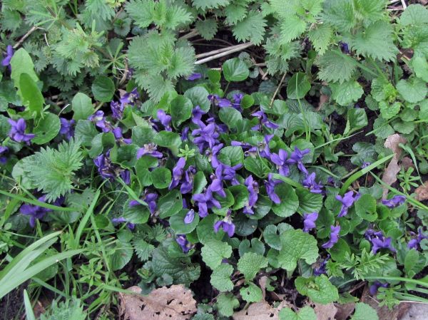 Viola odorata
Wood Violet (Eng) Maarts Viooltje (Ned) Duftveilchen (Ger)
Trefwoorden: Plant;stinzenplant;Violaceae;Bloem;blauw;paars
