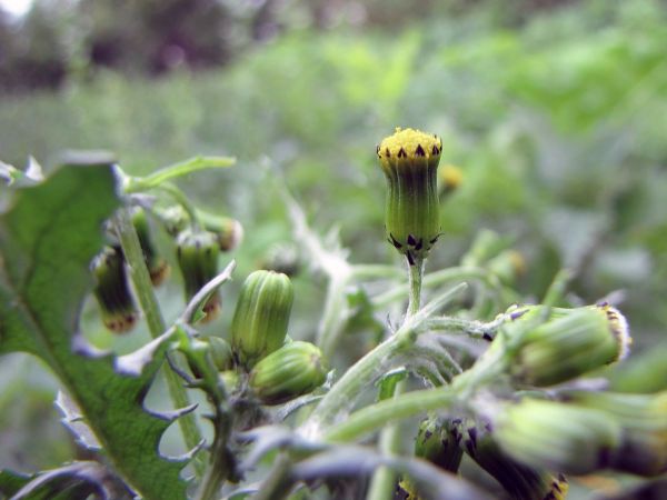 Senecio vulgaris
Groundsel (Eng) Klein Kruiskruid (Ned) Gewöhnliches Greiskraut (Ger)
Trefwoorden: Plant;Asteraceae;Bloem;geel