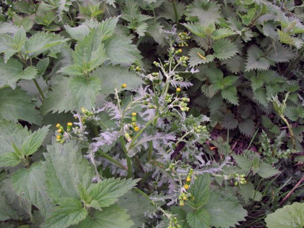 Senecio vulgaris
Groundsel (Eng) Klein Kruiskruid (Ned) Gewöhnliches Greiskraut (Ger)
Trefwoorden: Plant;Asteraceae;Bloem;geel