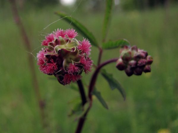 Sanguisorba minor
Small Burnet (Eng) Kleine pimpernel (Ned) Kleiner Wiesenknopf (Ger)
Trefwoorden: Plant;Rosaceae;Bloem;roze;groen