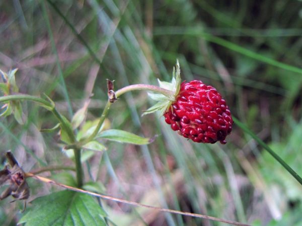 Fragaria vesca
Wild Strawberry (Eng) Bosaardbei (Ned) Wald-Erdbeere (Ger) 
Trefwoorden: Plant;Rosaceae;vrucht;bosplant