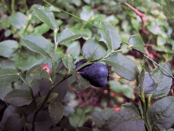 Vaccinium myrtillus
European Blueberry (Eng) Blauwe Bosbes (Ned) Heidelbeere (Ger) - fruit/berry
Trefwoorden: Plant;Ericaceae;vrucht