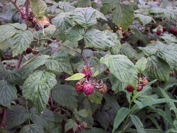 Rubus idaeus
Raspberry (Eng) Framboos (Ned) Himbeere (Ger) 
Trefwoorden: Plant;Rosaceae;vrucht