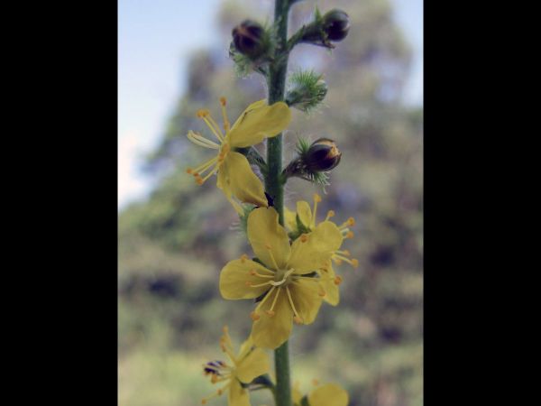 Agrimonia eupatoria
Common Agrimony (Eng) Gewone Agrimonie (Ned) Gemeiner Odermennig (Ger)
Trefwoorden: Plant;Rosaceae;Bloem;geel